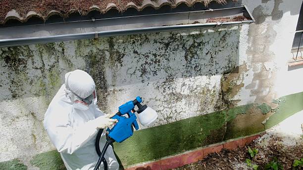 Trusted Black Mold Removal service in Bartlett, TN - Cheap Mold Removal